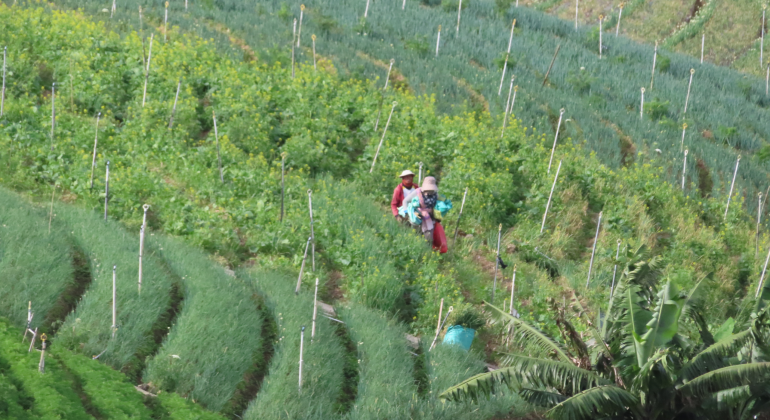 BAGAIMANA MENANAM HORTIKULTURA DI CUACA TIDAK MENENTU DAN CAHAYA MATAHARI RENDAH?