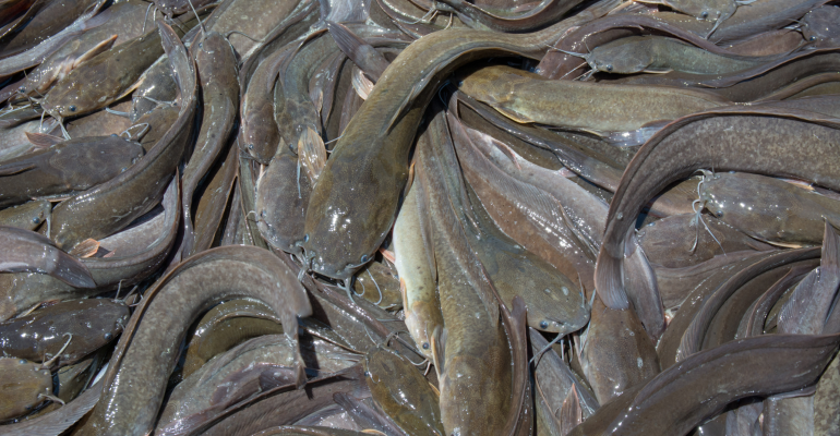 PENYEBAB DAN CARA MENGATASI PENYAKIT LELE SIRIP MERAH  