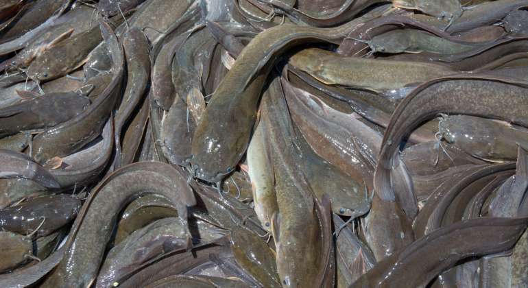 PENYEBAB DAN CARA MENGATASI PENYAKIT LELE SIRIP MERAH  