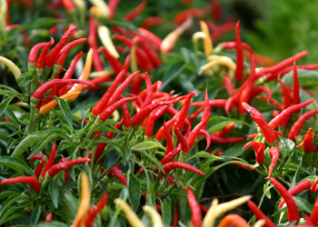 BAGAIMANA AGAR CABAI BEBAS DARI GEMINI VIRUS, ADAKAH PESTISIDA UNTUK MENCEGAHNYA?