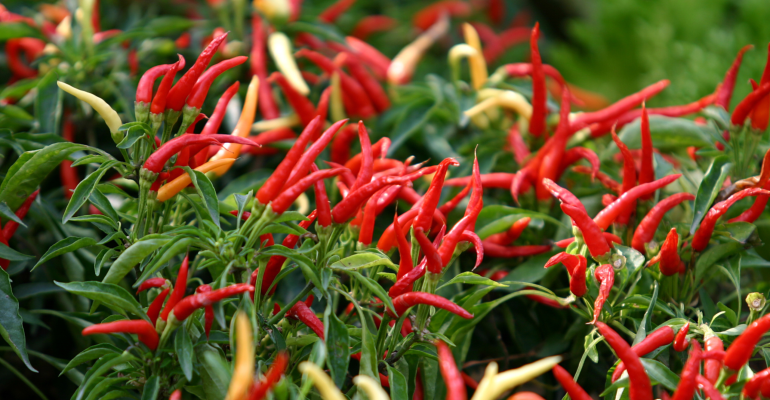 BAGAIMANA AGAR CABAI BEBAS DARI GEMINI VIRUS, ADAKAH PESTISIDA UNTUK MENCEGAHNYA?