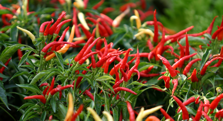 BAGAIMANA AGAR CABAI BEBAS DARI GEMINI VIRUS, ADAKAH PESTISIDA UNTUK MENCEGAHNYA?