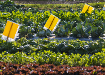 PERANGKAP HAMA JITU: LINDUNGI LAHAN DENGAN YELLOW STICKY TRAP 
