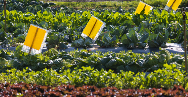 PERANGKAP HAMA JITU: LINDUNGI LAHAN DENGAN YELLOW STICKY TRAP 