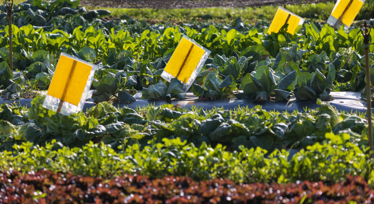 PERANGKAP HAMA JITU: LINDUNGI LAHAN DENGAN YELLOW STICKY TRAP 