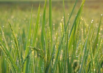 BAGAIMANA CARA MENGENDALIKAN HAMA SECARA ALAMI DI MUSIM HUJAN AGAR LARUTAN PESTISIDA TIDAK MUDAH LURUH?