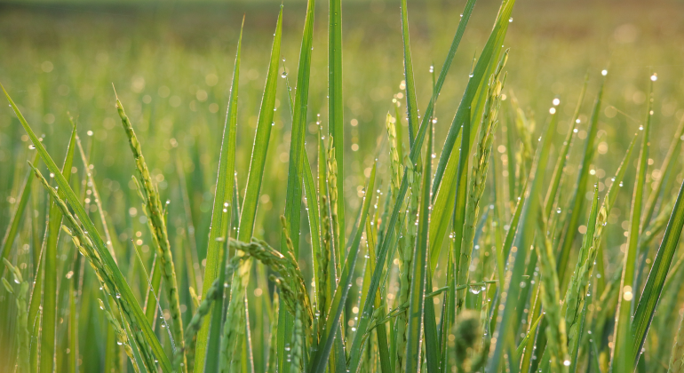BAGAIMANA CARA MENGENDALIKAN HAMA SECARA ALAMI DI MUSIM HUJAN AGAR LARUTAN PESTISIDA TIDAK MUDAH LURUH?