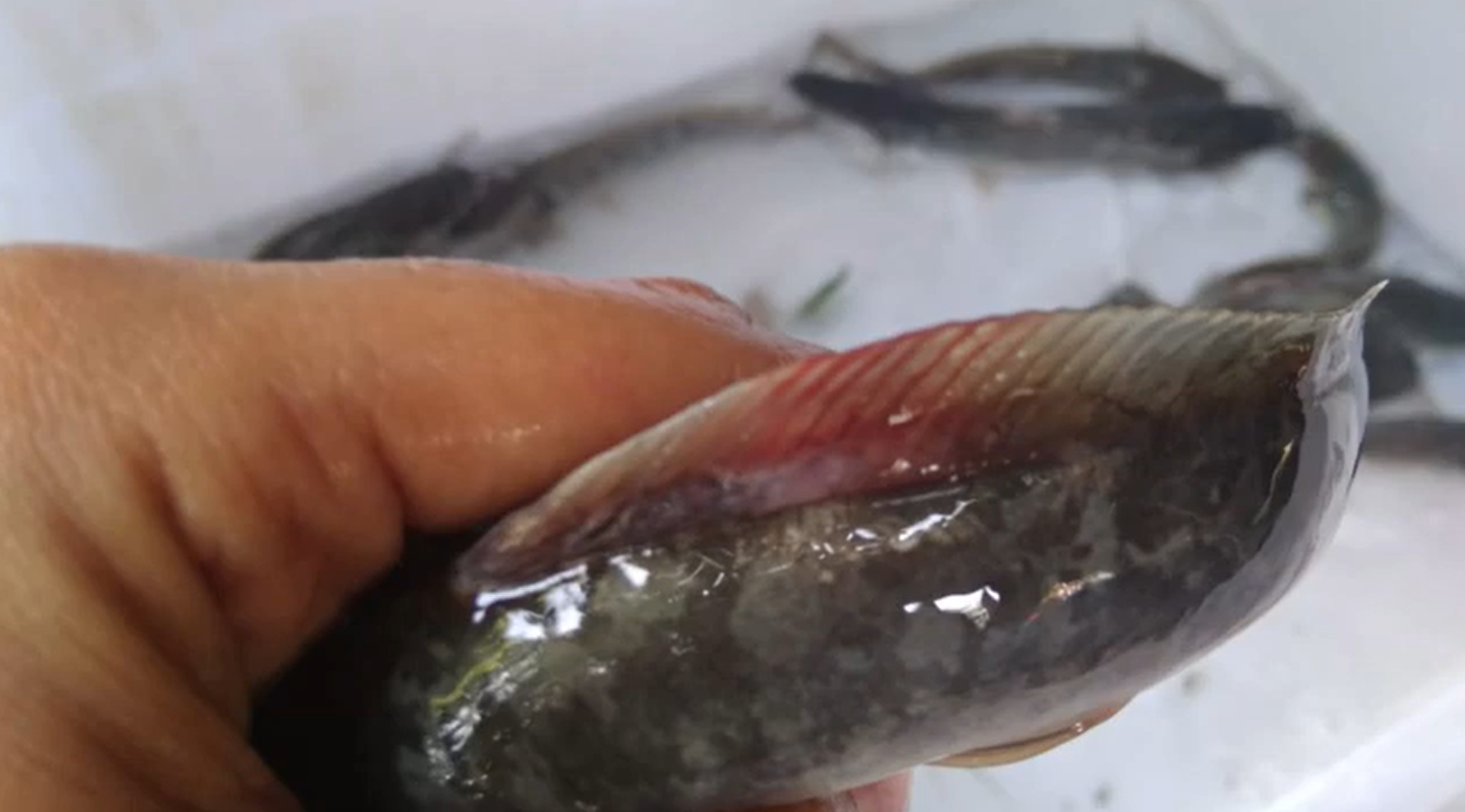 Ikan lele menunjukkan gejala sirip merah, tampak pendarahan pada pangkal sirip dan tubuhnya. | Sumber : YT Sewu Lele