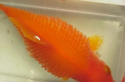 Ikan koi dengan gejala sisik nanas, tampak dari sisik yang terangkat dan tubuh membengkak. | Sumber: koifish.org