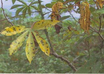 Bercak daun cokelat pada singkong menyebabkan daun menguning. Area cokelat yang terinfeksi terlihat jelas pada daun yang menguning | Sumber: plantwiseplusknowledgebank