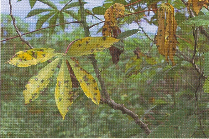 Bercak daun cokelat pada singkong menyebabkan daun menguning. Area cokelat yang terinfeksi terlihat jelas pada daun yang menguning | Sumber: plantwiseplusknowledgebank