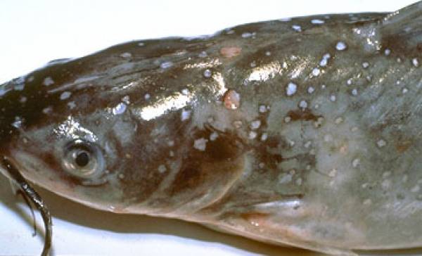 Ikan lele menunjukkan gejala penyakit jamur, tampak bercak putih seperti kapas di kulit dan sirip | Sumber: dkpp.bulelengkab