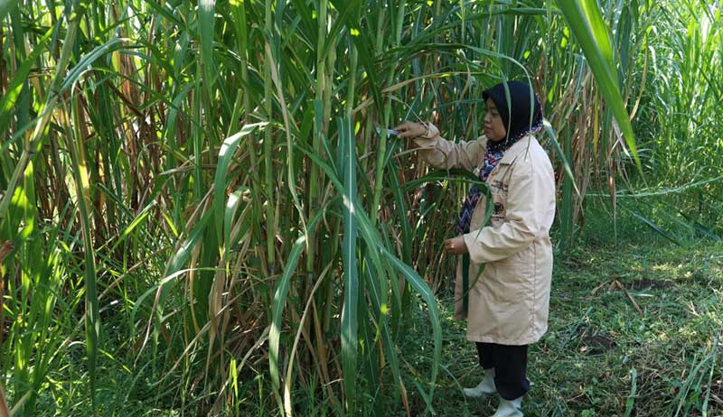 Rumput Gama Umami. Dok: Fapet UGM.