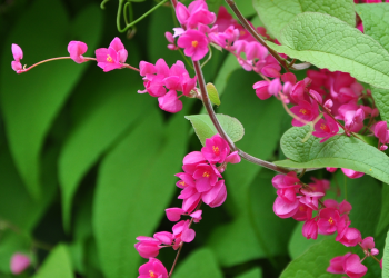 TANAMAN PENGHASIL NEKTAR BAGI TRIGONA: MANA YANG BIKIN MADU LEBIH MANIS?