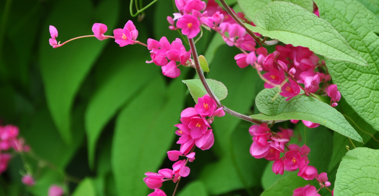 TANAMAN PENGHASIL NEKTAR BAGI TRIGONA: MANA YANG BIKIN MADU LEBIH MANIS?