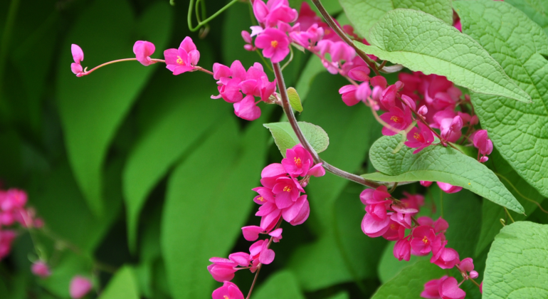 TANAMAN PENGHASIL NEKTAR BAGI TRIGONA: MANA YANG BIKIN MADU LEBIH MANIS?