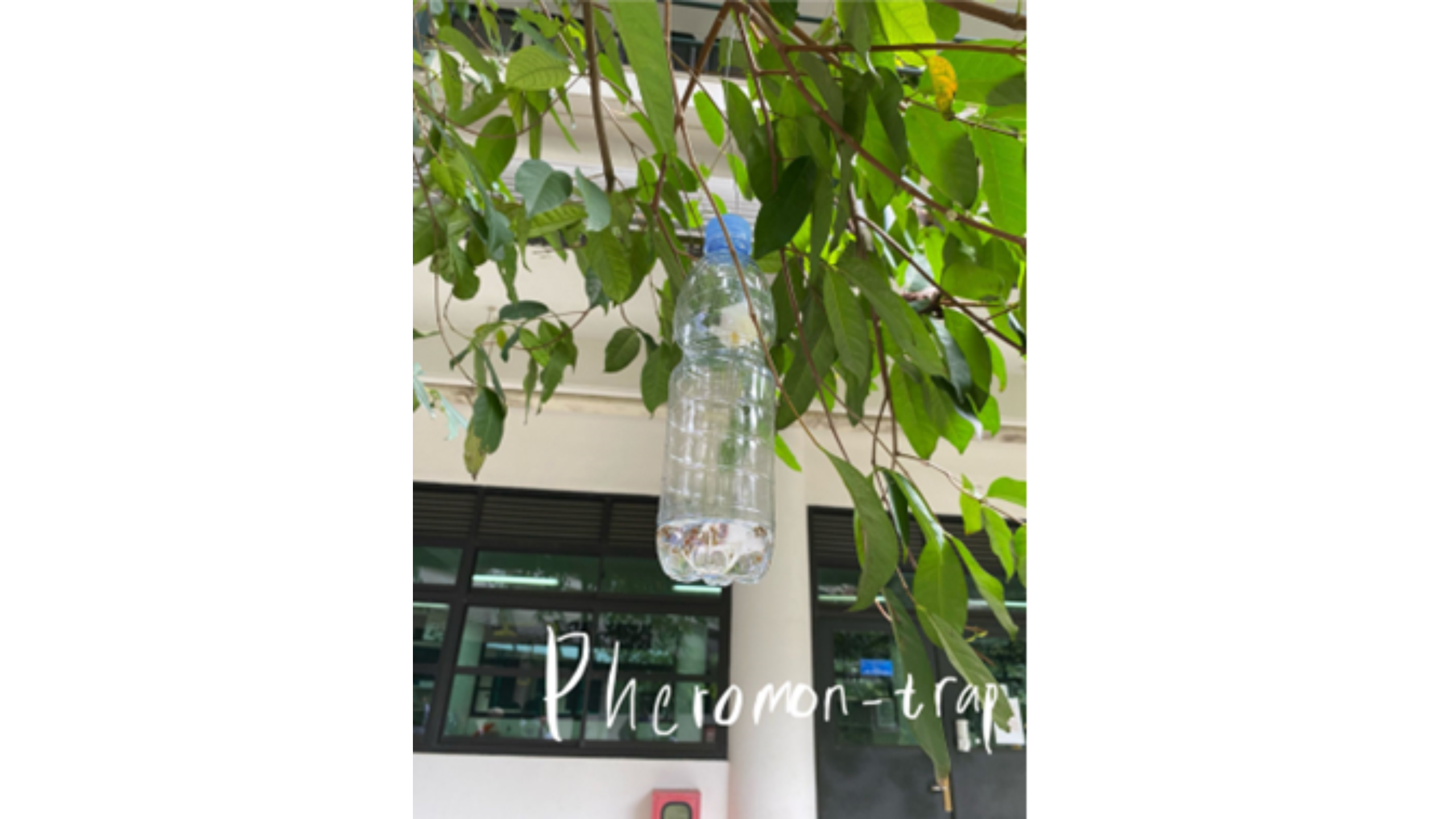 Perangkap serangga feromon.