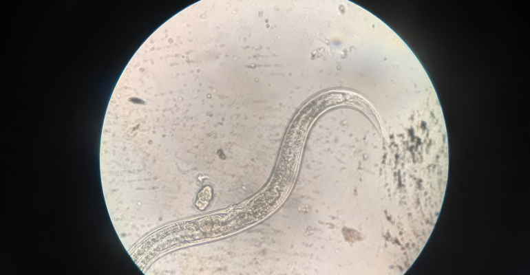 WASPADA NEMATODA: SI KECIL YANG BIKIN TANAMAN MENGUNING DAN LAYU