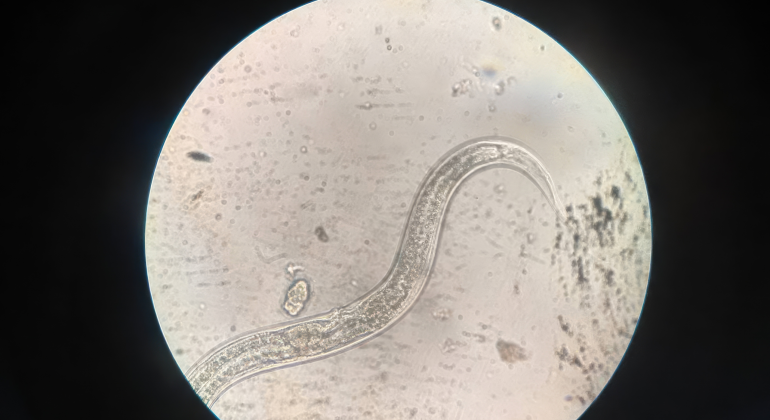 WASPADA NEMATODA: SI KECIL YANG BIKIN TANAMAN MENGUNING DAN LAYU