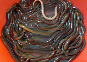 CARA PRAKTIS DAN MENGUNTUNGKAN BUDIDAYA BELUT DENGAN MEDIA LUMPUR  