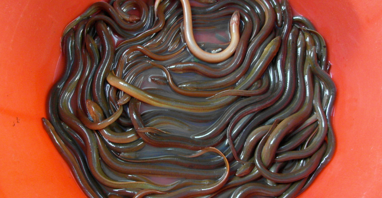 CARA PRAKTIS DAN MENGUNTUNGKAN BUDIDAYA BELUT DENGAN MEDIA LUMPUR  