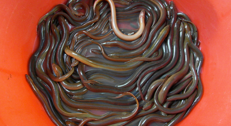 CARA PRAKTIS DAN MENGUNTUNGKAN BUDIDAYA BELUT DENGAN MEDIA LUMPUR  