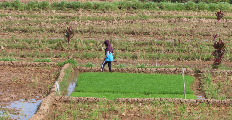BAGAIMANA CARA MENGOLAH LAHAN RAWA PASANG SURUT YANG TEPAT ?