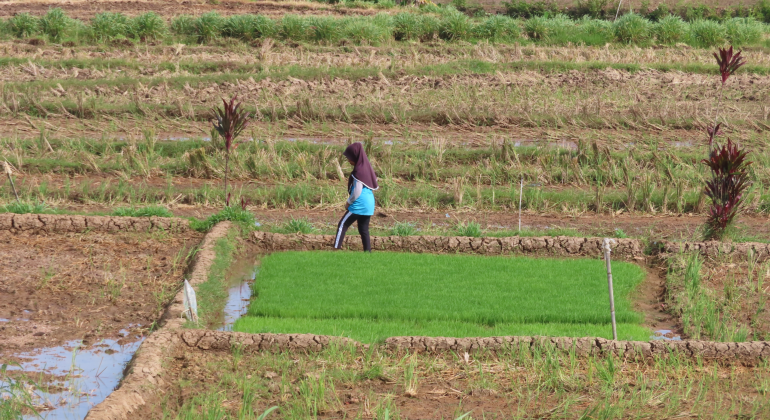 BAGAIMANA CARA MENGOLAH LAHAN RAWA PASANG SURUT YANG TEPAT ?