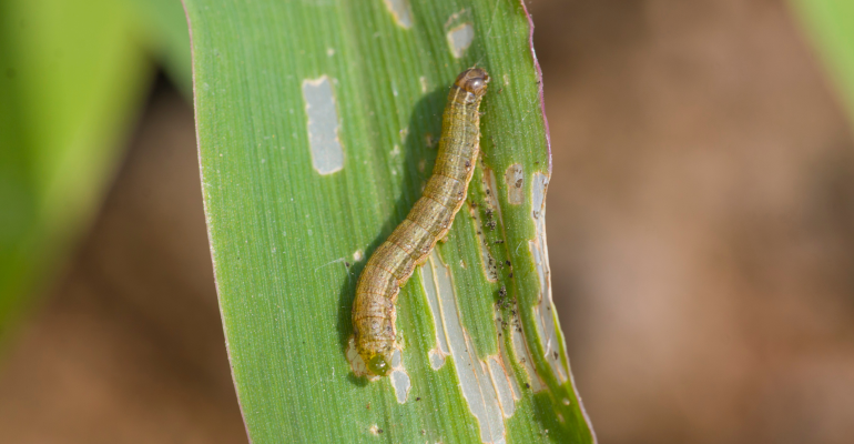 WASPADA SERANGAN ULAT GRAYAK PADA JAGUNG: KENALI DAN KENDALIKAN SEJAK FASE TELUR