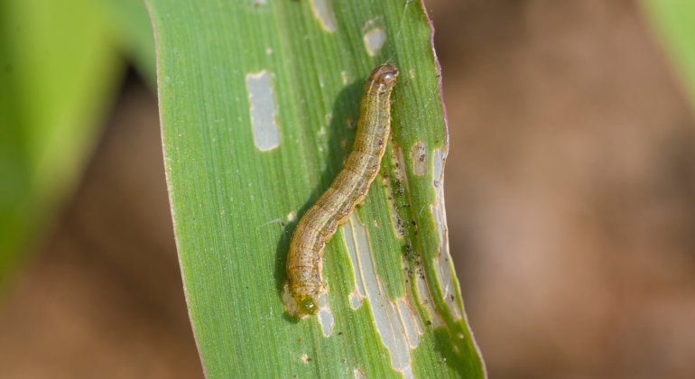 WASPADA SERANGAN ULAT GRAYAK PADA JAGUNG: KENALI DAN KENDALIKAN SEJAK FASE TELUR