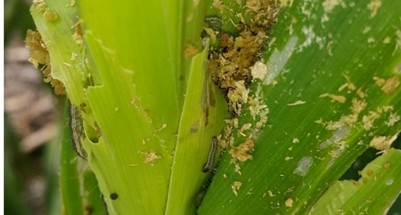 Ulat Grayak pada Tanaman Jagung. Sumber DKPP kabupaten Ngawi