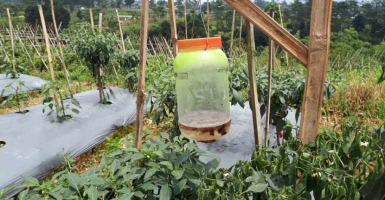 Perangkap serangga feromon.