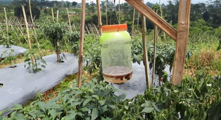 Perangkap serangga feromon.