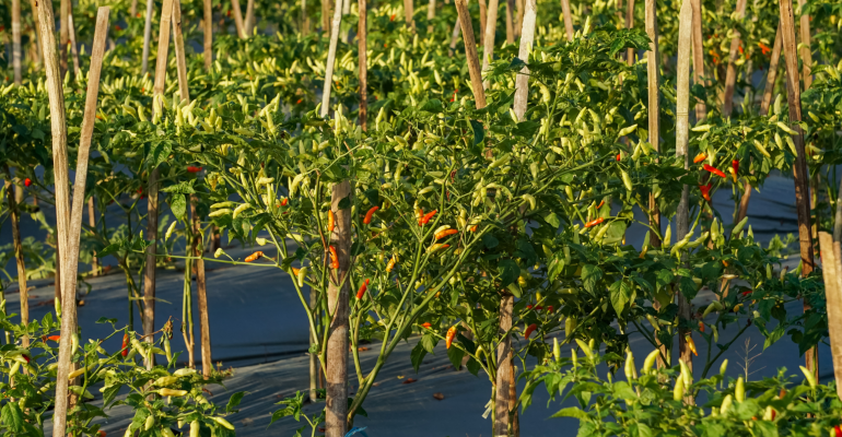 CARA MENGATASI HASIL PANEN CABAI RAWIT YANG KECIL-KECIL DAN BERBUAH SEDIKIT