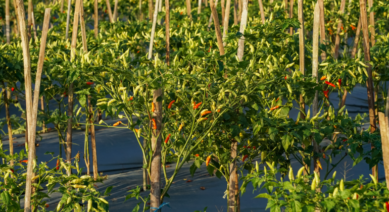 CARA MENGATASI HASIL PANEN CABAI RAWIT YANG KECIL-KECIL DAN BERBUAH SEDIKIT