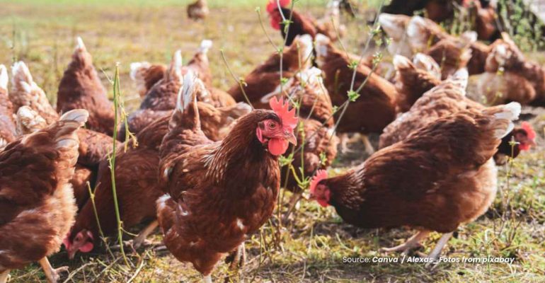 20260115 at 11.56 - KOTORAN AYAM DIGOLONGKAN SEBAGAI LIMBAH INDUSTRI BAGI PEMERINTAH INGGRIS