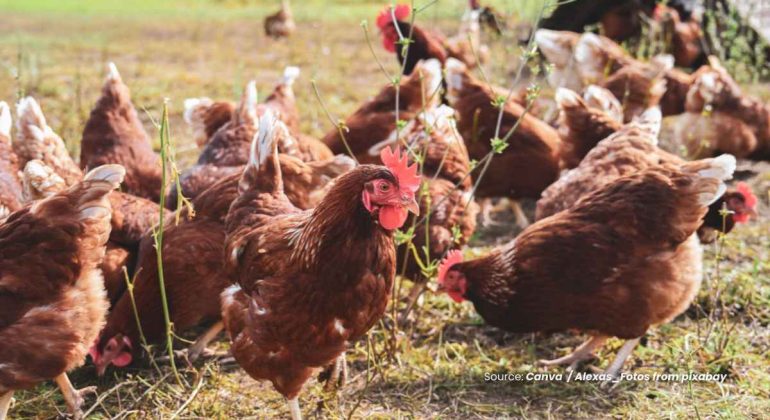 20260115 at 11.56 - KOTORAN AYAM DIGOLONGKAN SEBAGAI LIMBAH INDUSTRI BAGI PEMERINTAH INGGRIS