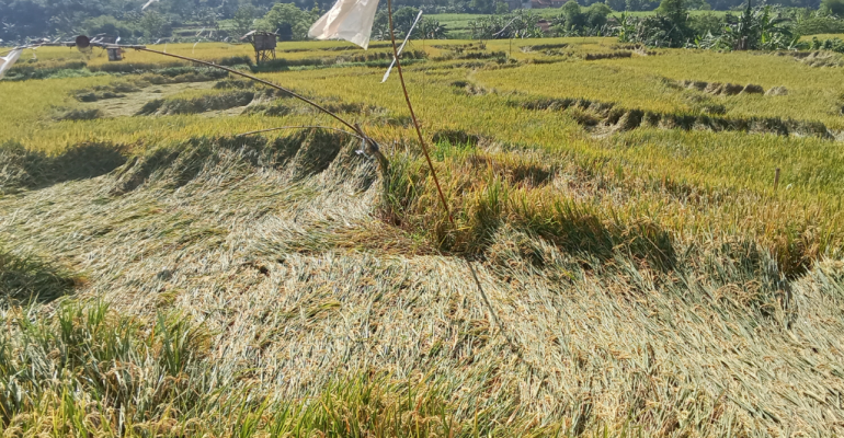 APAKAH POLA TANAM PADI TANPA JEDA BIKIN TANAH CEPAT RUSAK