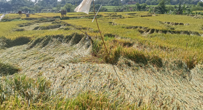 APAKAH POLA TANAM PADI TANPA JEDA BIKIN TANAH CEPAT RUSAK