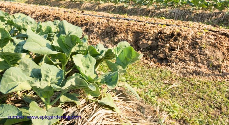 APAKAH SISTEM HUGELKULTUR DAPAT DI TERAPKAN SECARA EFISIEN PADA SKALA KOMERSIL