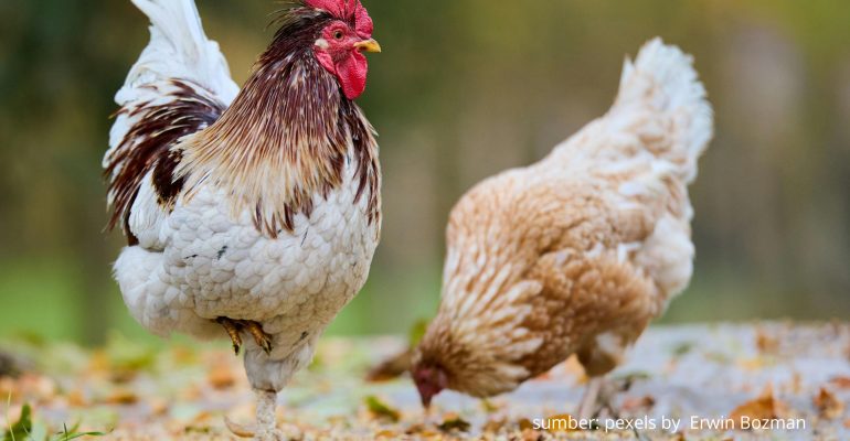 KOTORAN AYAM DIGOLONGKAN SEBAGAI LIMBAH INDUSTRI BAGI PEMERINTAH INGGRIS