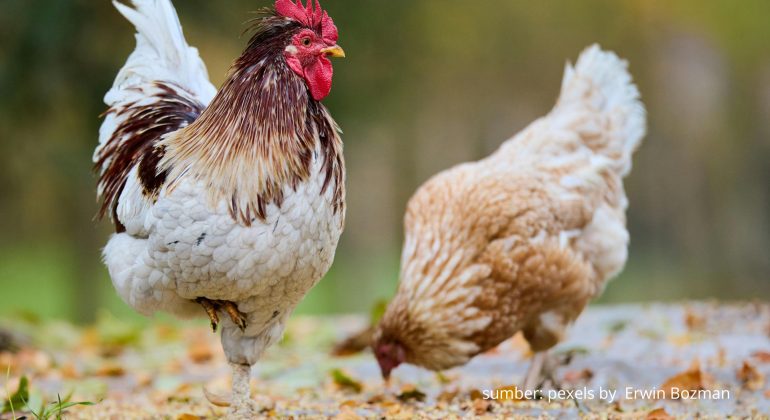 KOTORAN AYAM DIGOLONGKAN SEBAGAI LIMBAH INDUSTRI BAGI PEMERINTAH INGGRIS