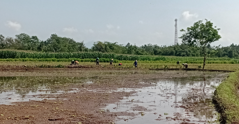 APAKAH POLA TANAM PADI TANPA JEDA BIKIN TANAH CEPAT RUSAK?