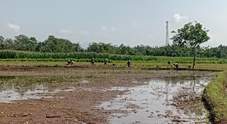 APAKAH POLA TANAM PADI TANPA JEDA BIKIN TANAH CEPAT RUSAK?