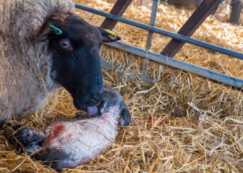 ANAK DOMBA BARU LAHIR TIDAK DIASUH INDUKNYA, BAGAIMANA PENANGANANNYA?
