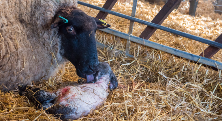 ANAK DOMBA BARU LAHIR TIDAK DIASUH INDUKNYA, BAGAIMANA PENANGANANNYA?