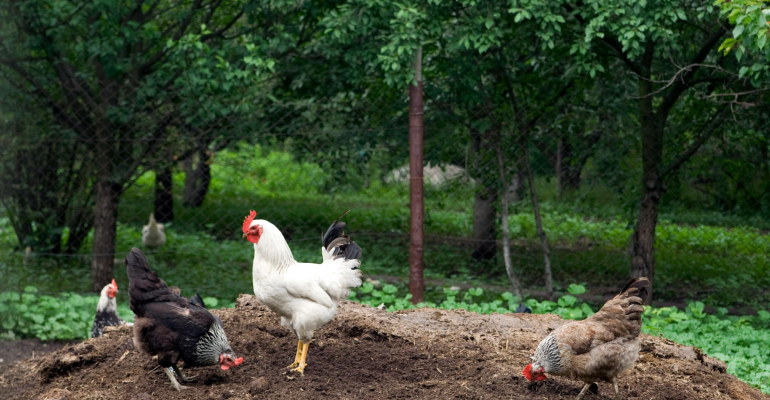KOTORAN AYAM DIGOLONGKAN SEBAGAI LIMBAH INDUSTRI BAGI PEMERINTAH INGGRIS 