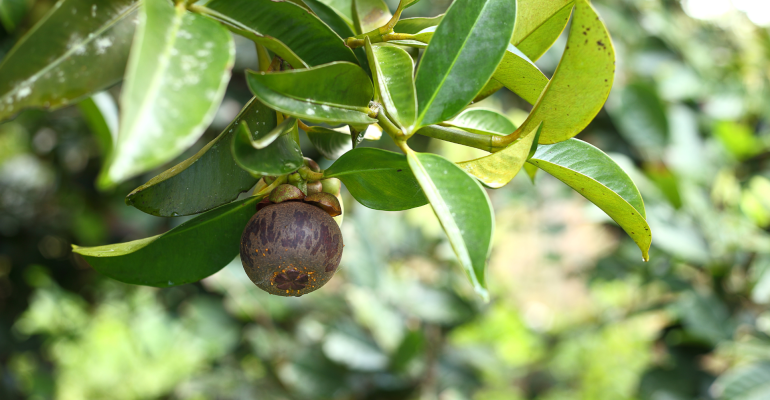 GETAH KUNING PADA MANGGIS BIKIN PEMBELI KECEWA, APA PENYEBAB DAN CARA MENCEGAHNYA?