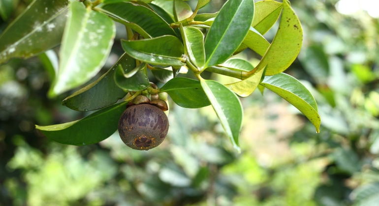 GETAH KUNING PADA MANGGIS BIKIN PEMBELI KECEWA, APA PENYEBAB DAN CARA MENCEGAHNYA?