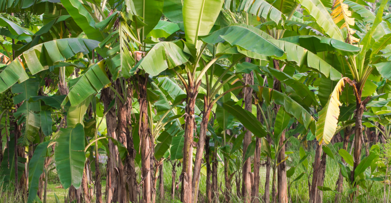 DARI LIMBAH JADI PELUANG: PELEPAH PISANG SEBAGAI PAKAN TERNAK ALTERNATIF